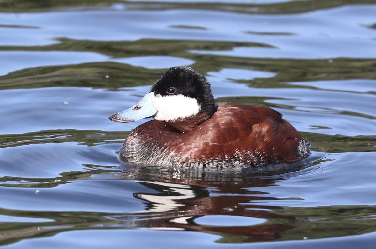 Ruddy Duck - ML616487220