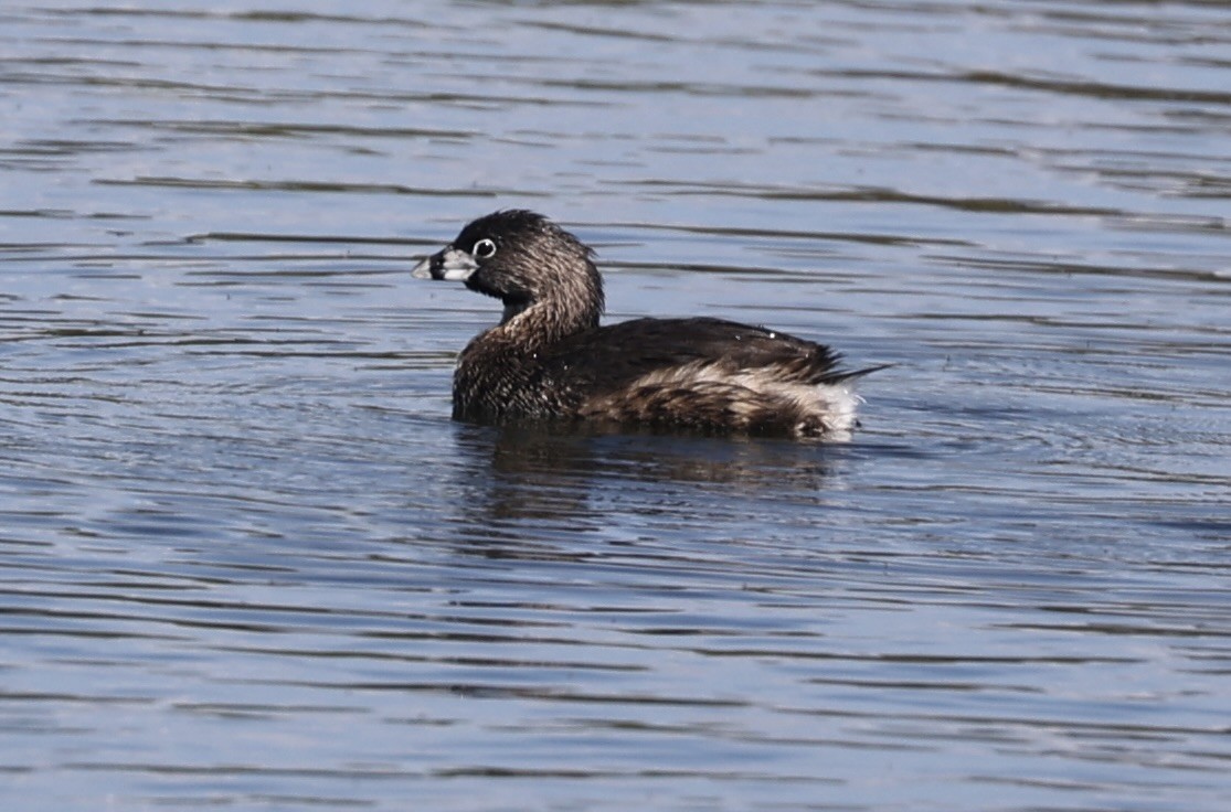 Pied-billed Grebe - ML616487228