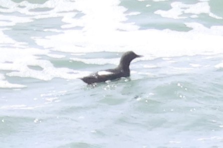 Pigeon Guillemot - Eric Cameron