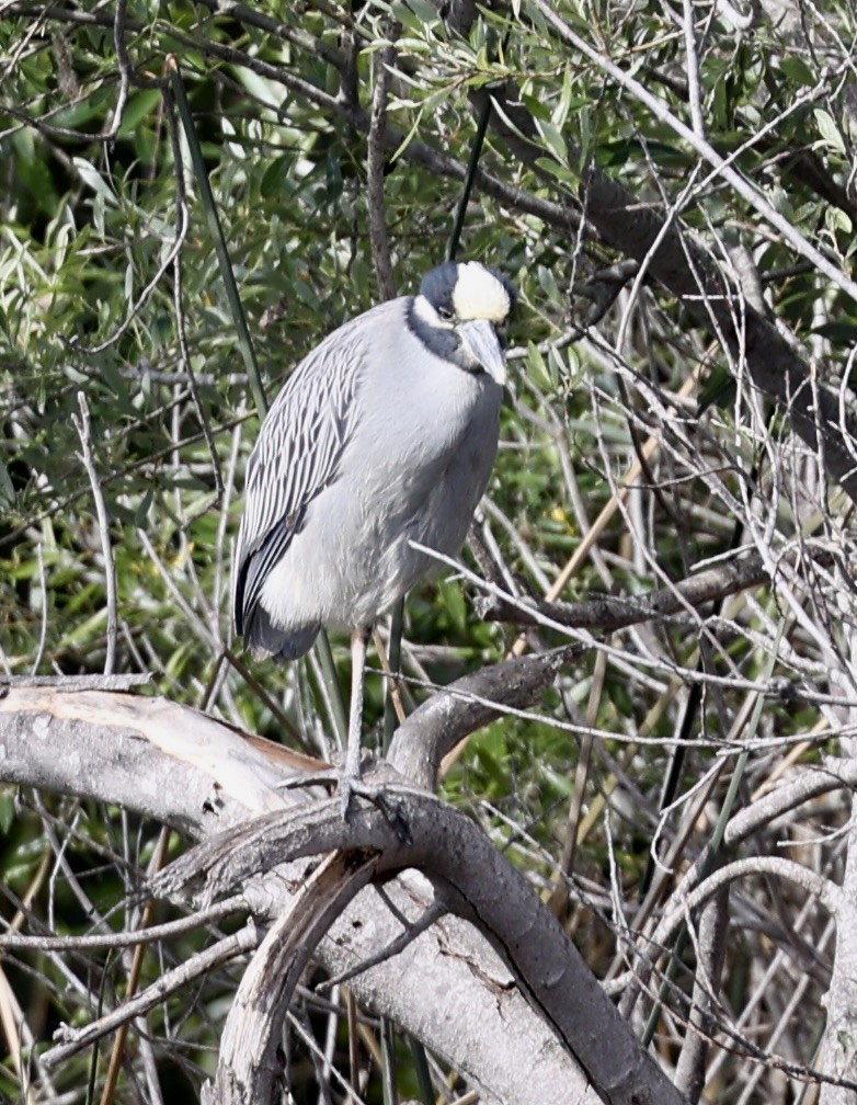 Yellow-crowned Night Heron - Linda Frazier