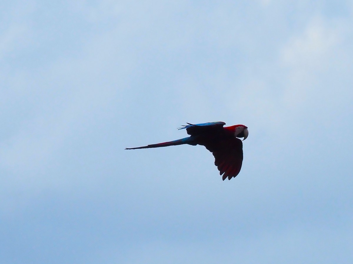 Red-and-green Macaw - ML616487288