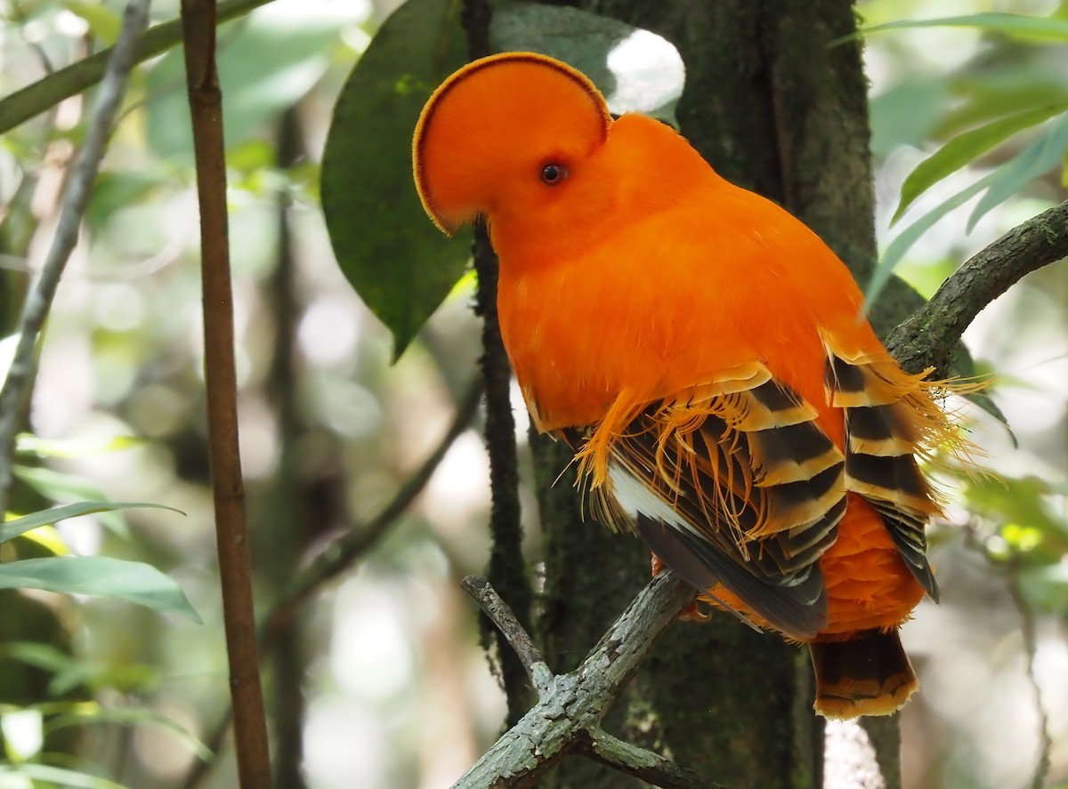 Guianan Cock-of-the-rock - ML616487305