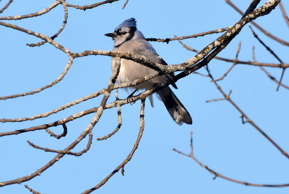 Blue Jay - ML616487329