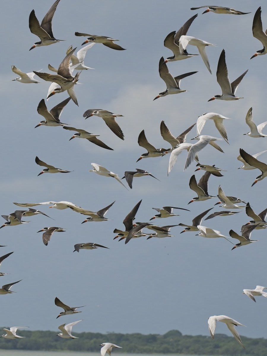 Sandwich Tern (Cabot's) - ML616487337