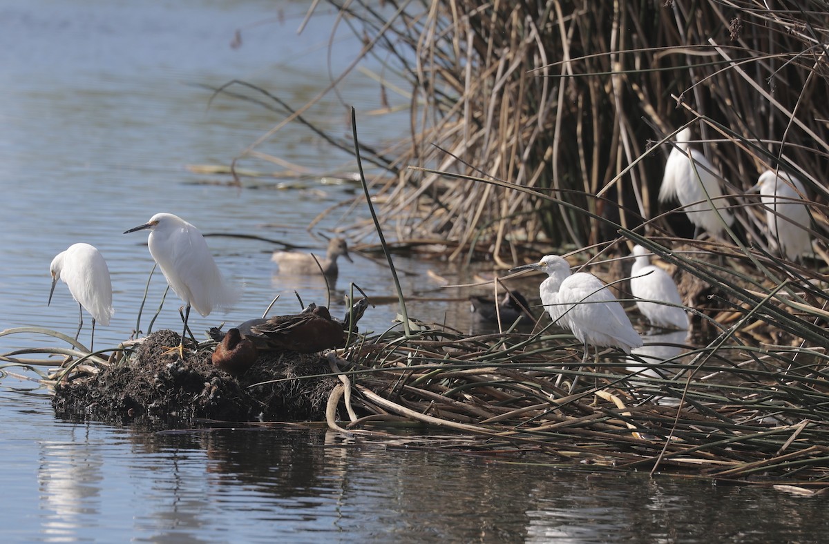 Snowy Egret - ML616487340