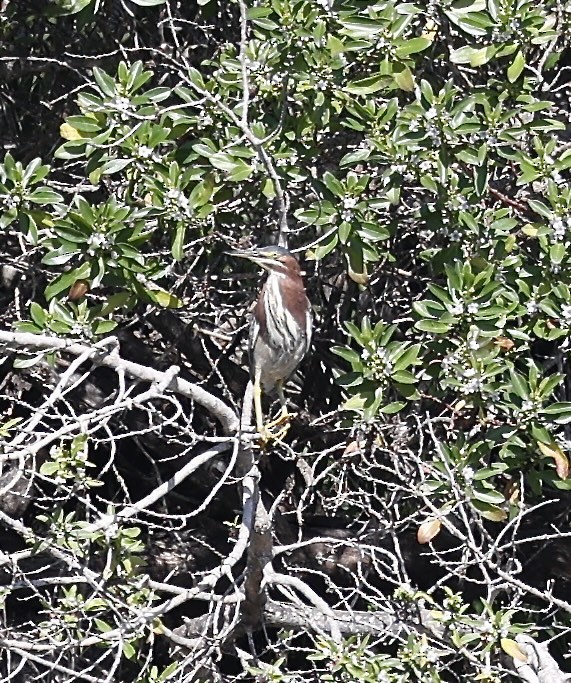 Green Heron - ML616487353