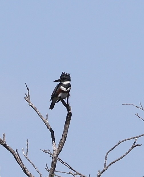 Belted Kingfisher - ML616487364