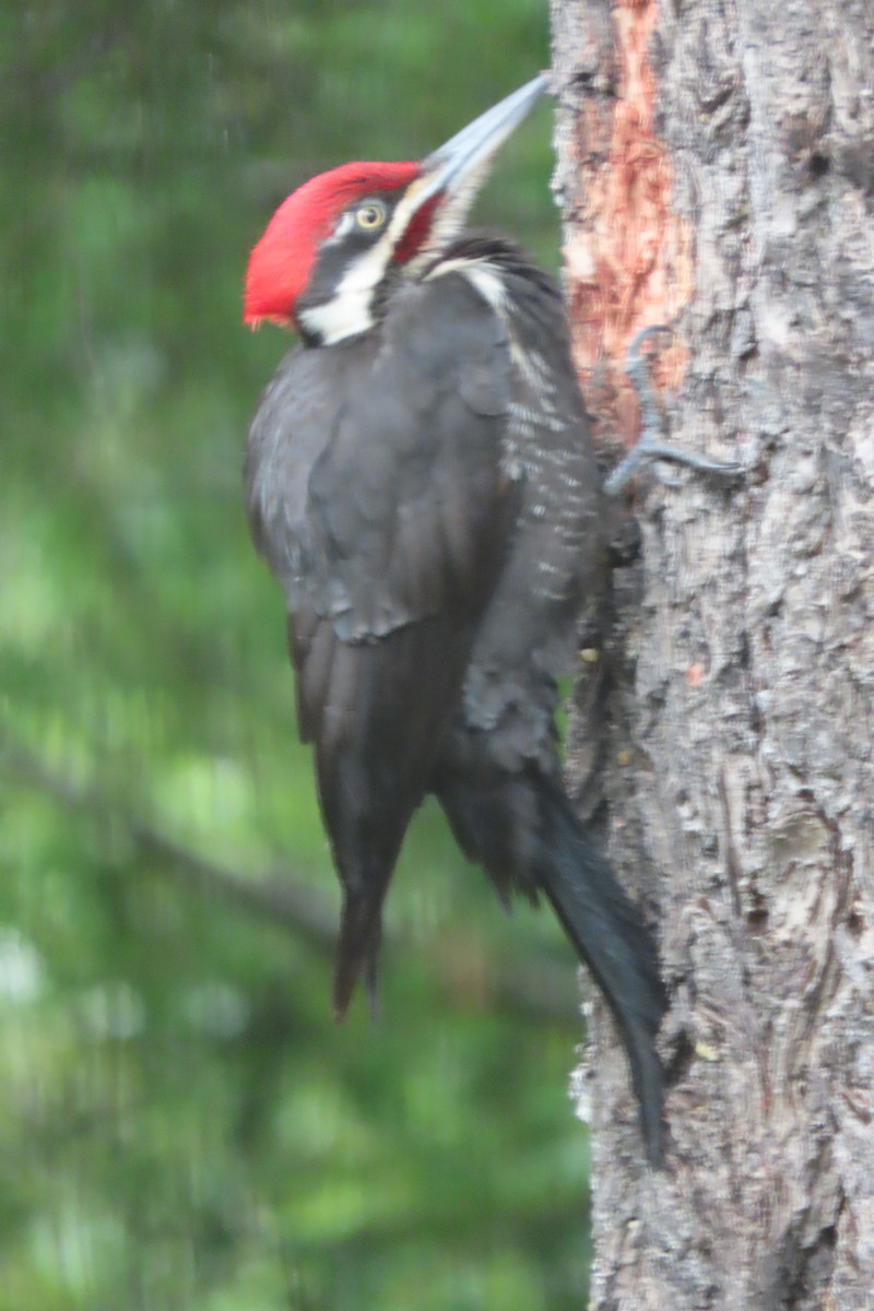 Pileated Woodpecker - Larry Siemens