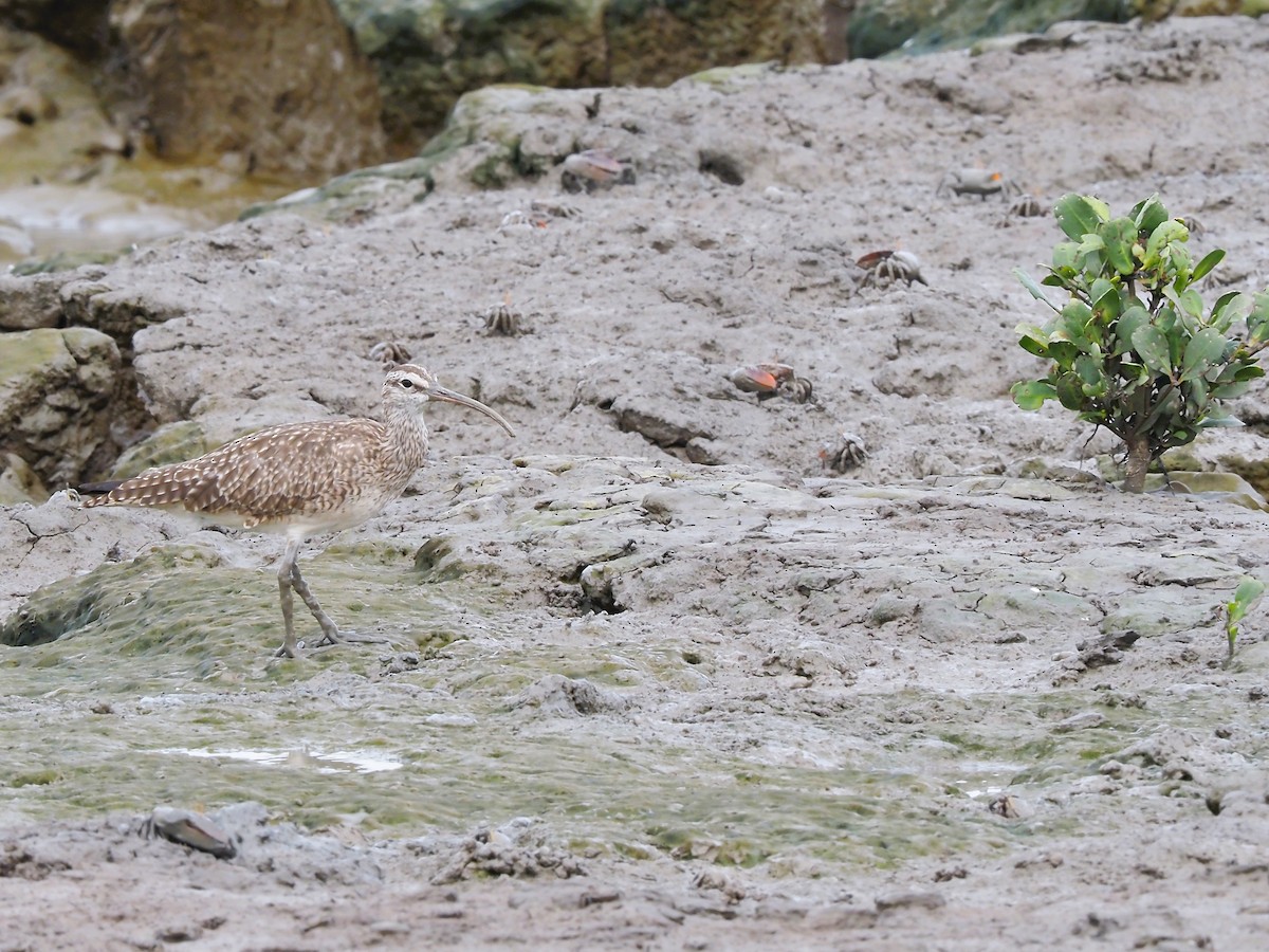 Whimbrel - ML616487380