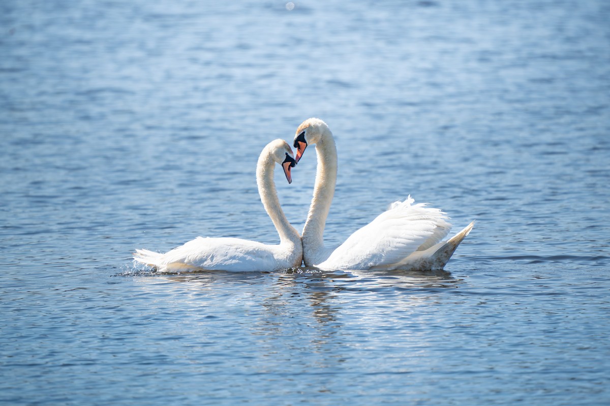 Mute Swan - ML616487411