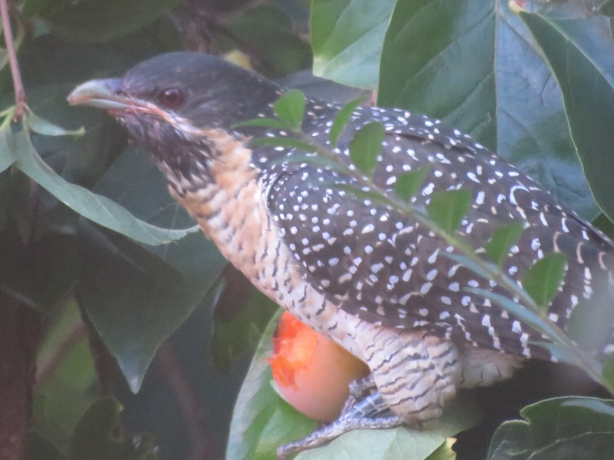 Pacific Koel - Christine D