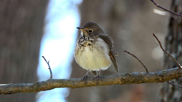 Hermit Thrush - ML616487510