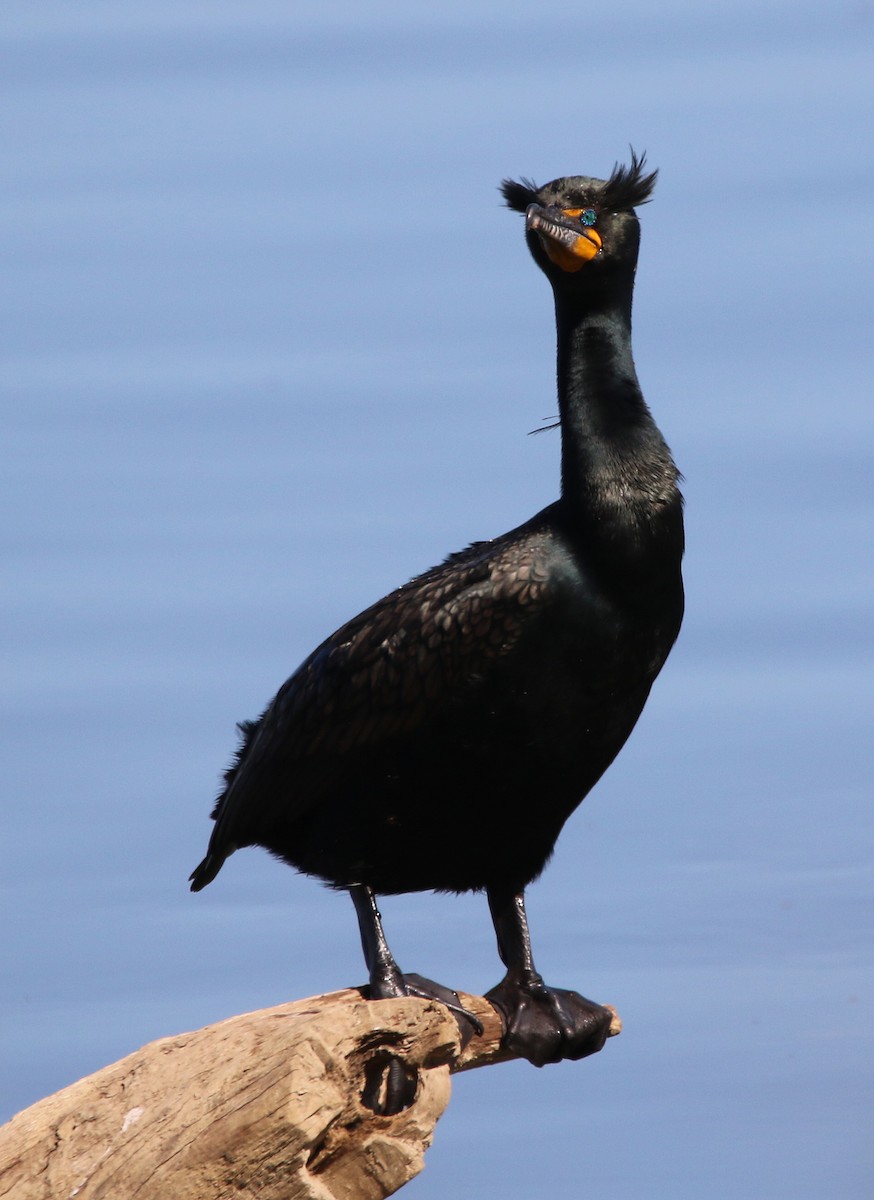 Double-crested Cormorant - William Parkin