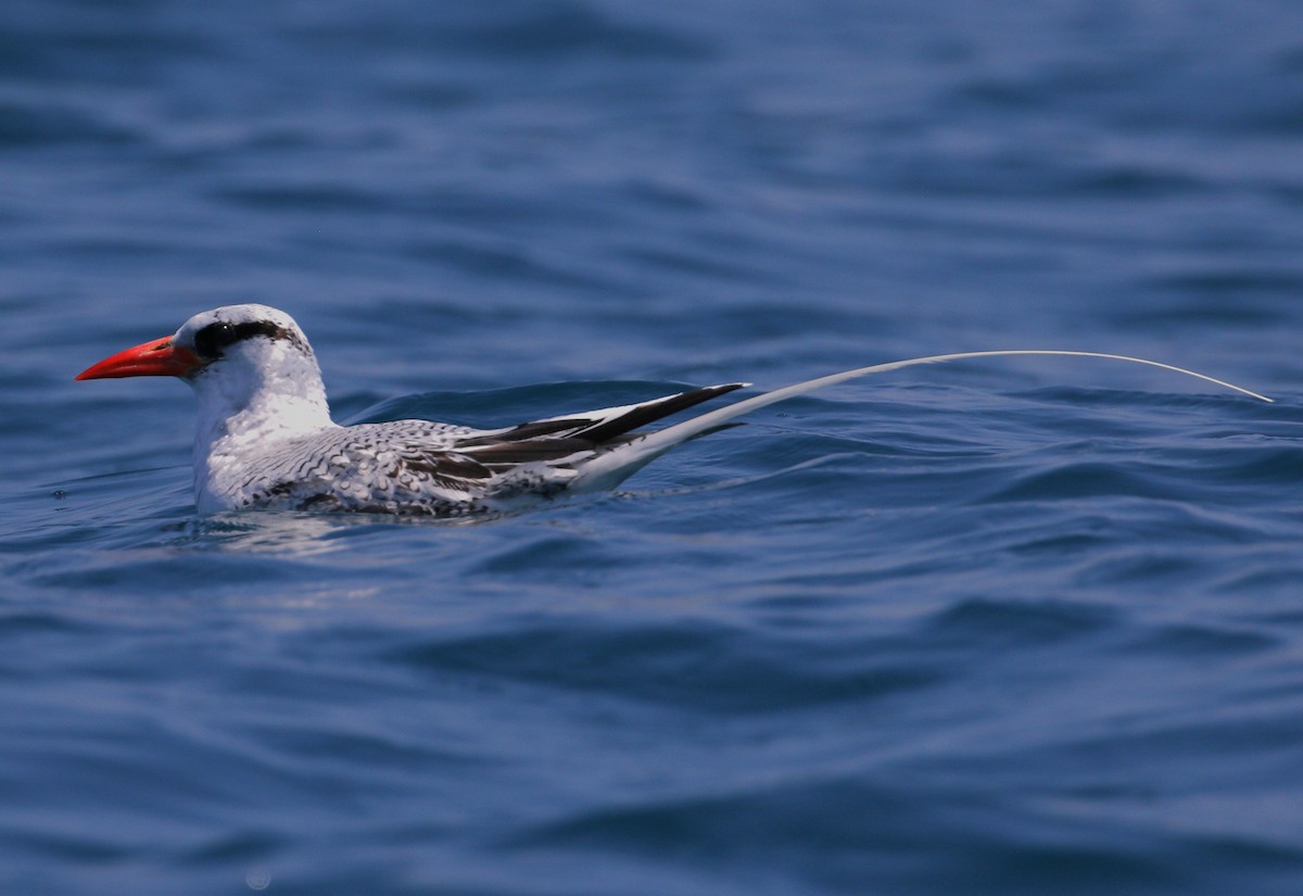 Red-billed Tropicbird - Chris Conard