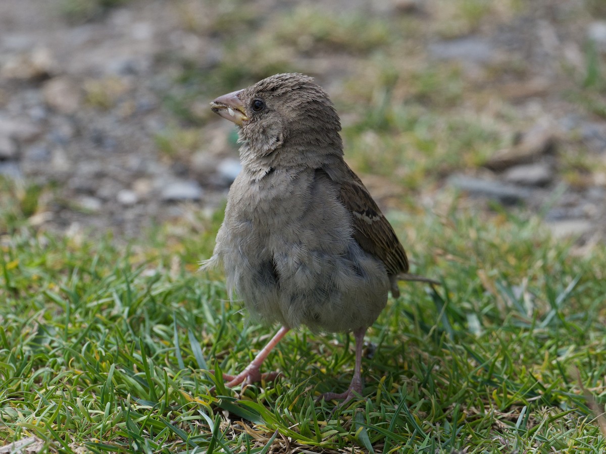 House Sparrow - Michael Tromp