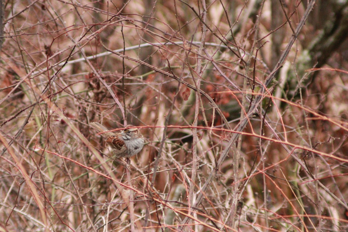 Bruant à gorge blanche - ML616487595