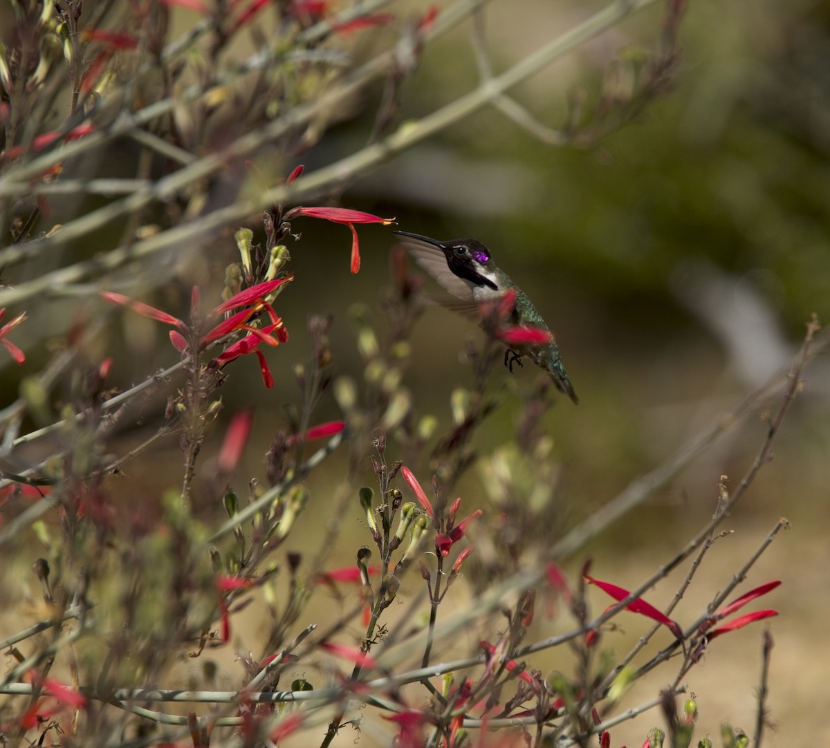 Costa's Hummingbird - Audrey E.