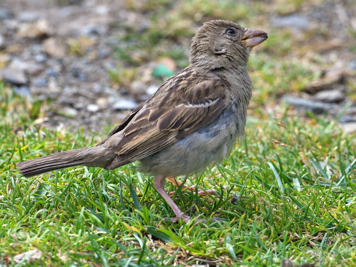 Moineau domestique - ML616487634