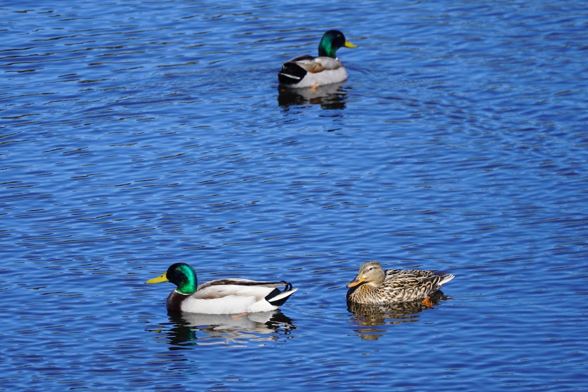 Mallard - Dawn Hovey