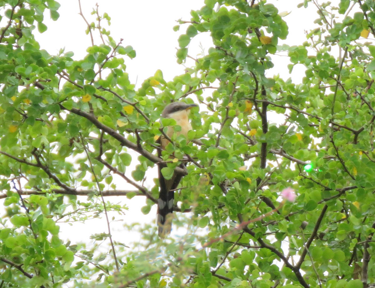 Mangrove Cuckoo - ML616487664