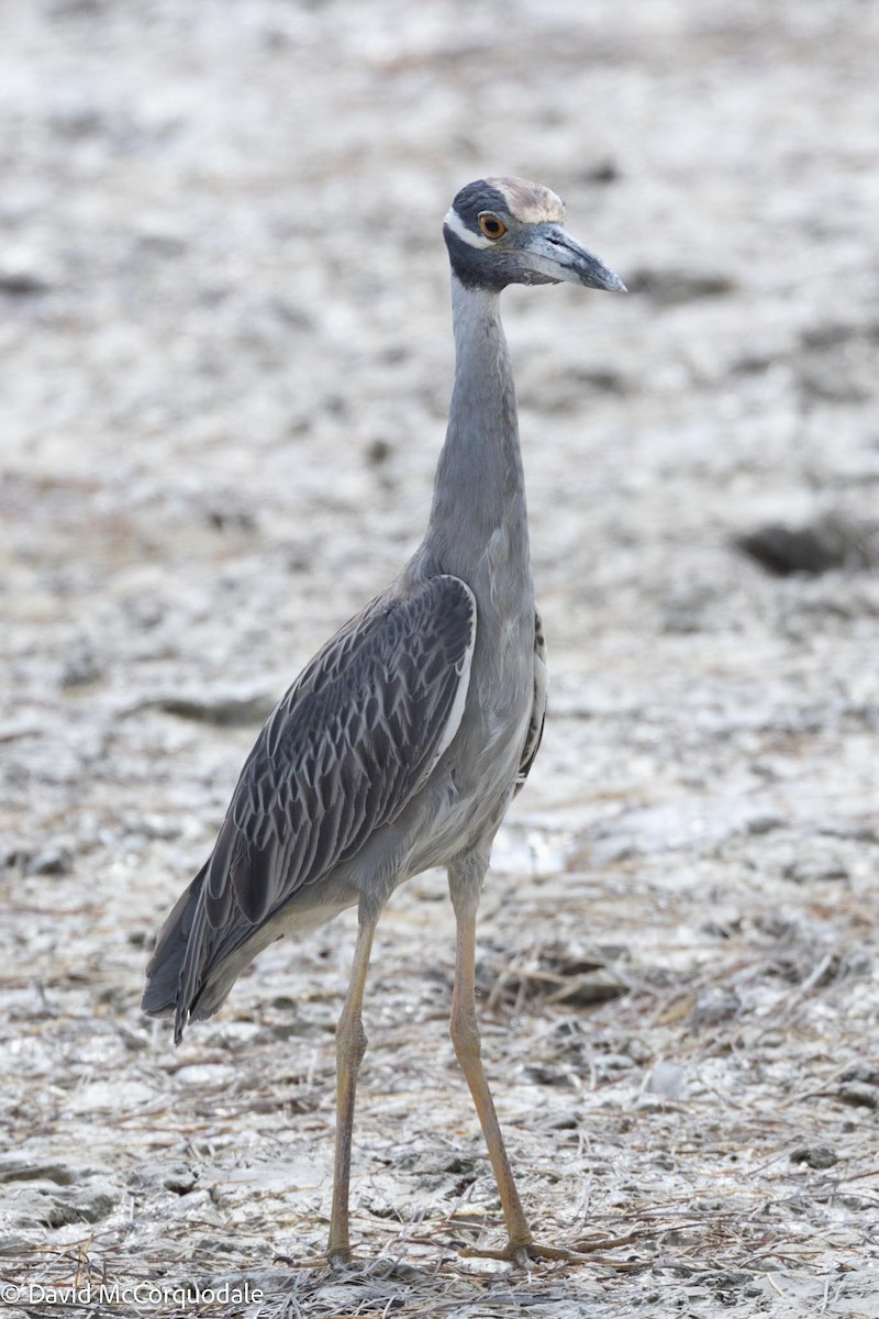 Yellow-crowned Night Heron - ML616487666