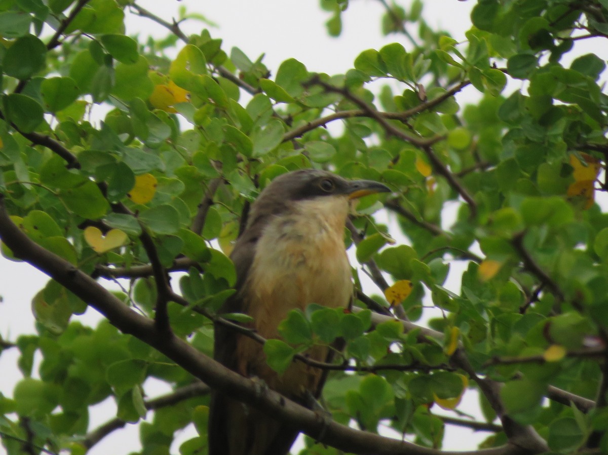 Mangrove Cuckoo - ML616487667