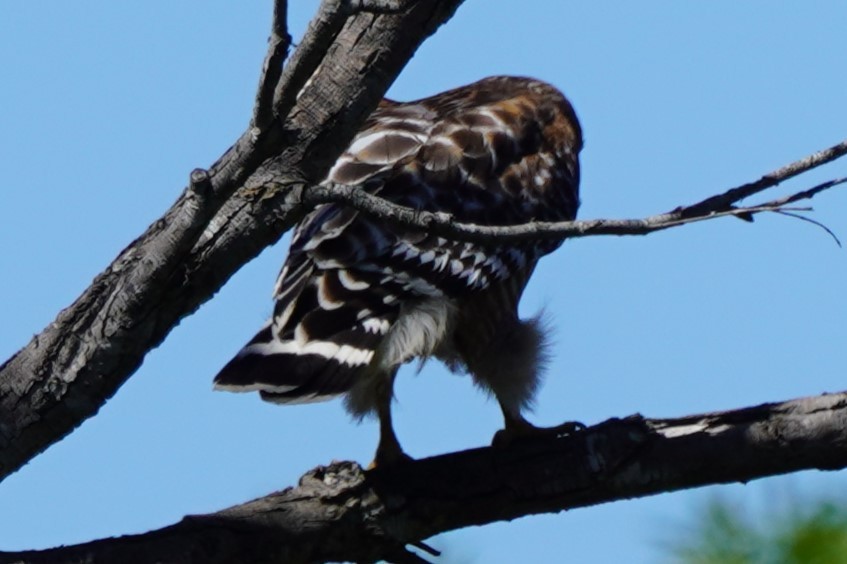 Red-shouldered Hawk - ML616487671