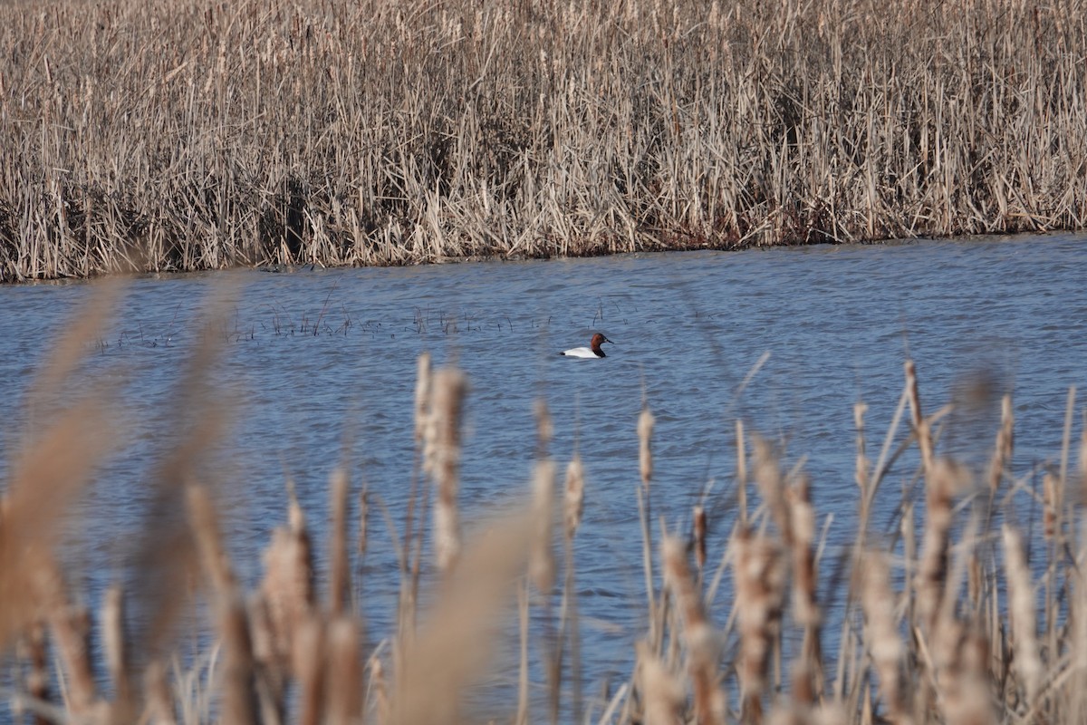 Canvasback - ML616487673