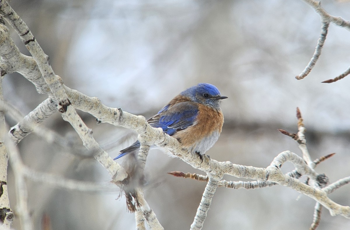 Western Bluebird - Kent Russell