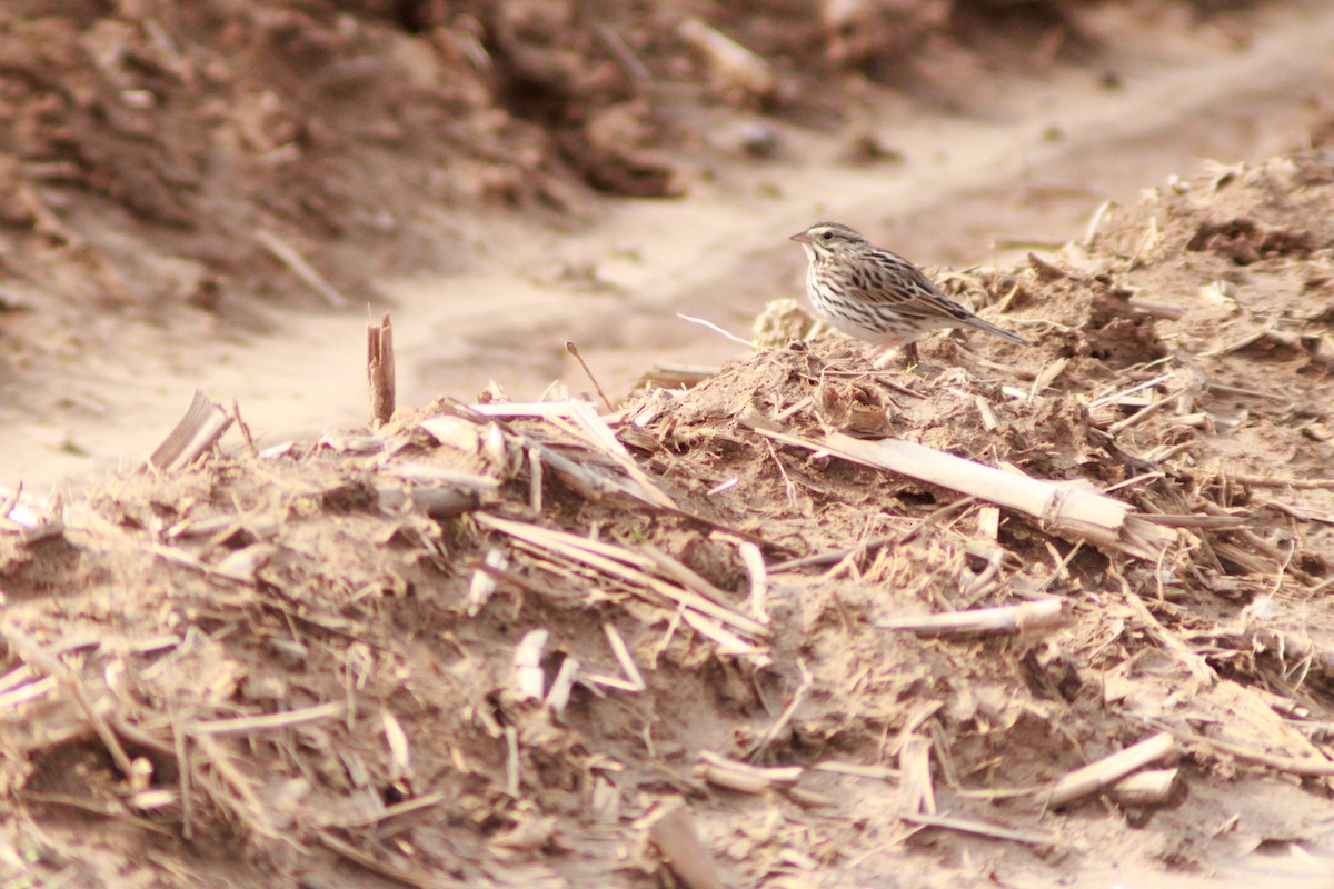 Savannah Sparrow - ML616487686