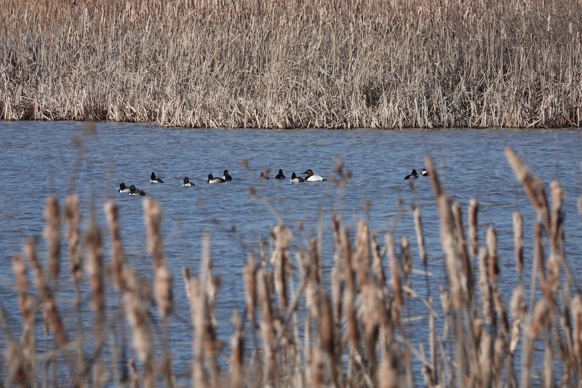 Ring-necked Duck - ML616487693