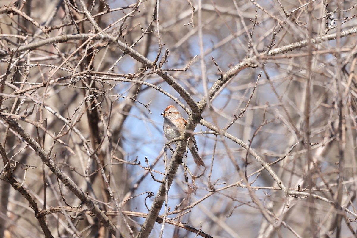 American Tree Sparrow - Marie Provost