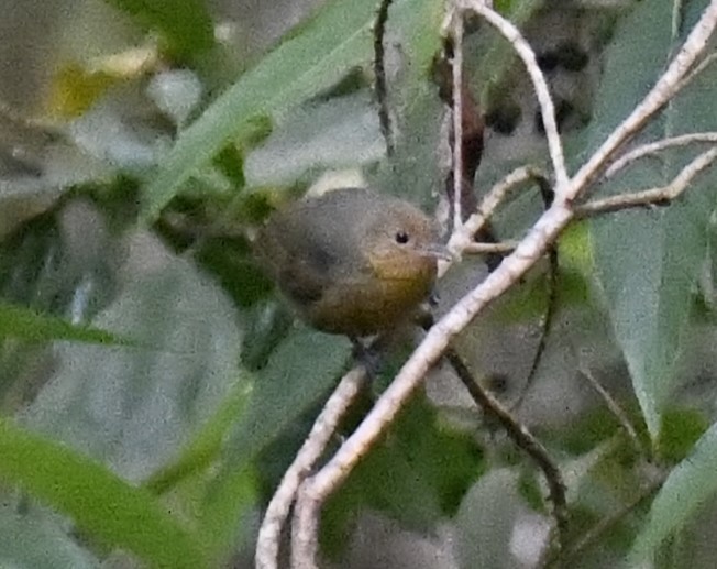 Slaty Antwren - Zachary Peterson