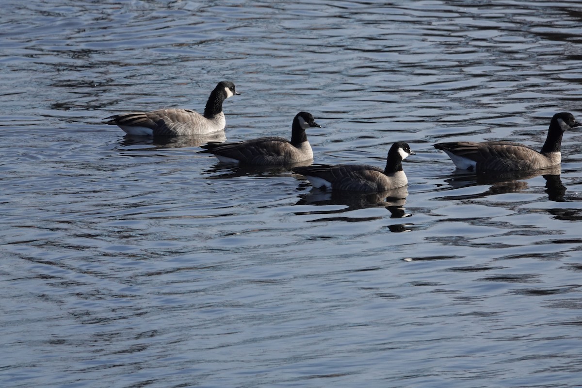 Cackling Goose (Richardson's) - ML616487821