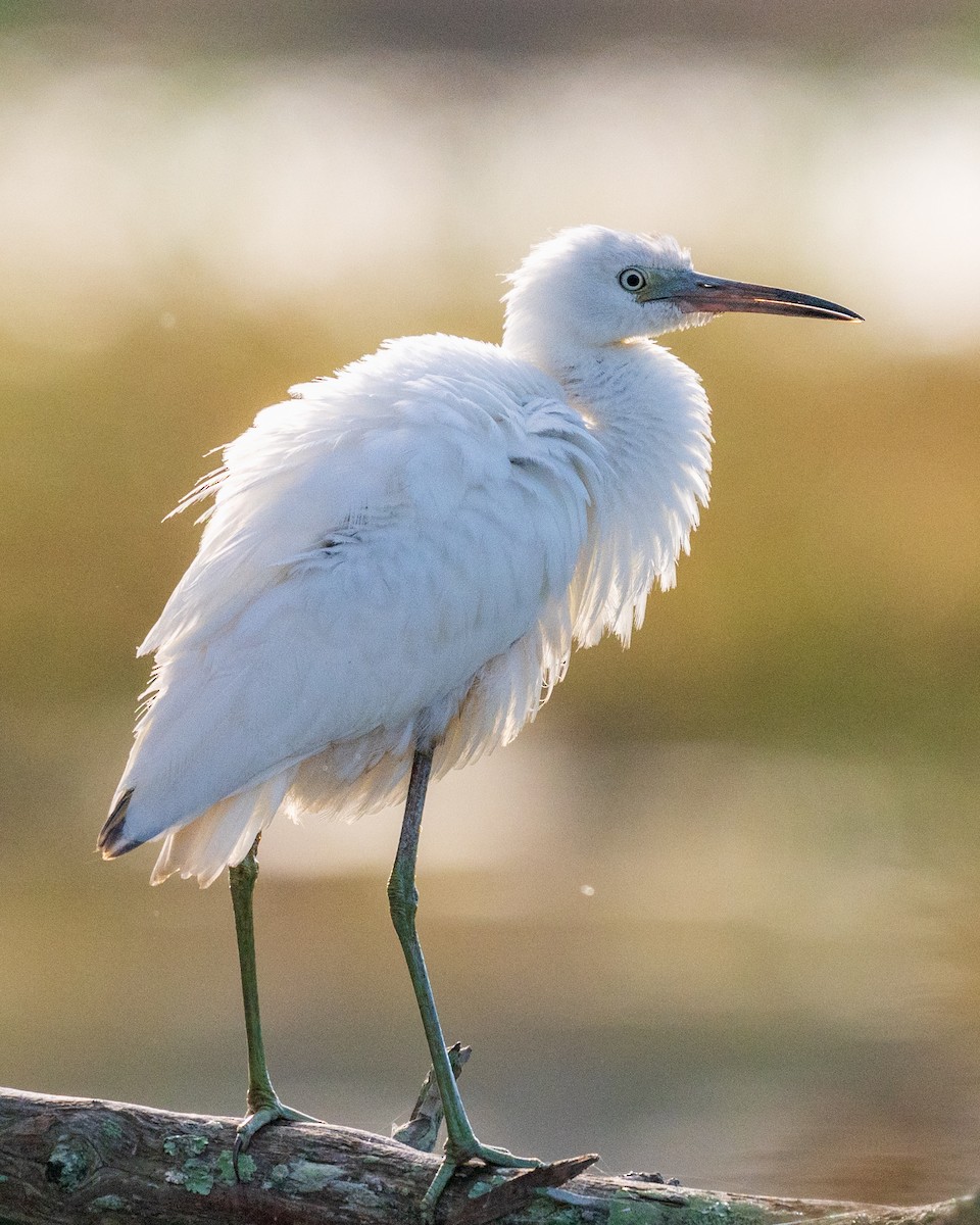 Little Blue Heron - ML616487837