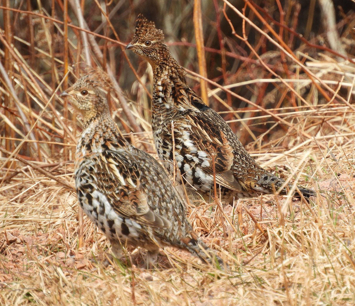 Ruffed Grouse - ML616487863