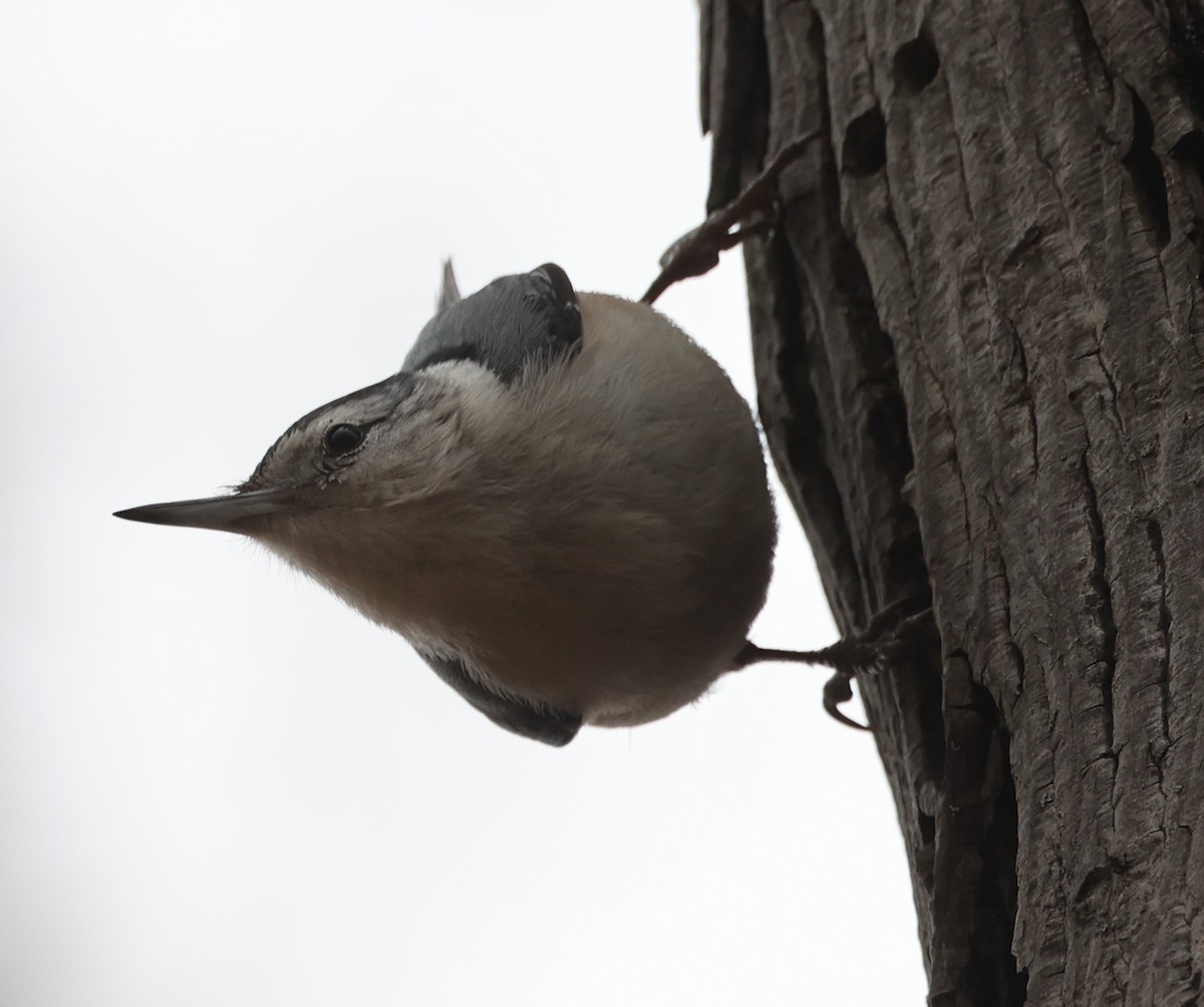 White-breasted Nuthatch - ML616487866