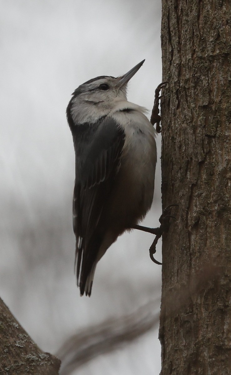 White-breasted Nuthatch - ML616487867