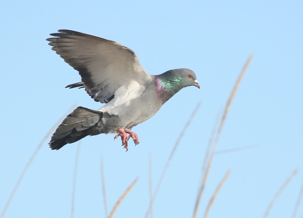 Rock Pigeon (Feral Pigeon) - ML616487870