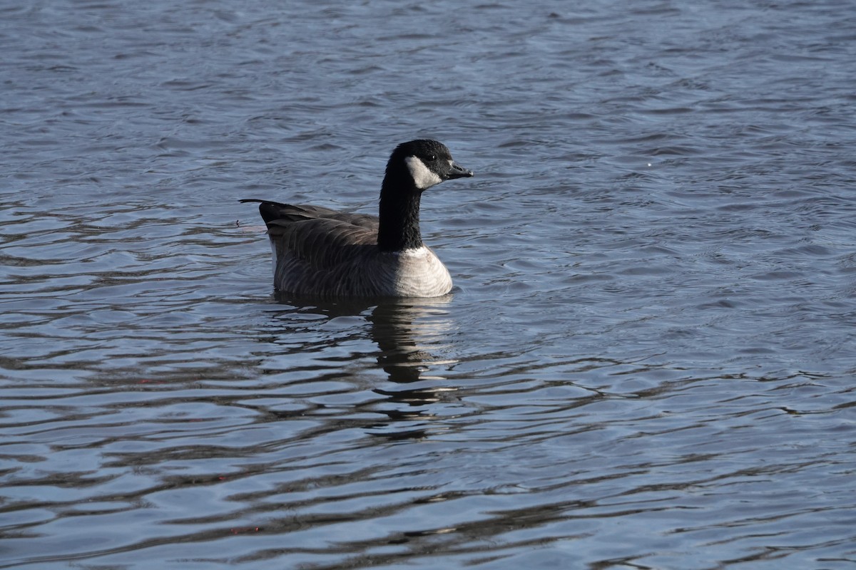 シジュウカラガン（hutchinsii） - ML616487893