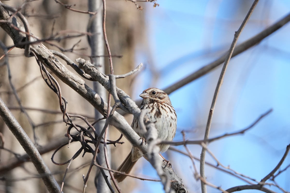 Song Sparrow - ML616487919