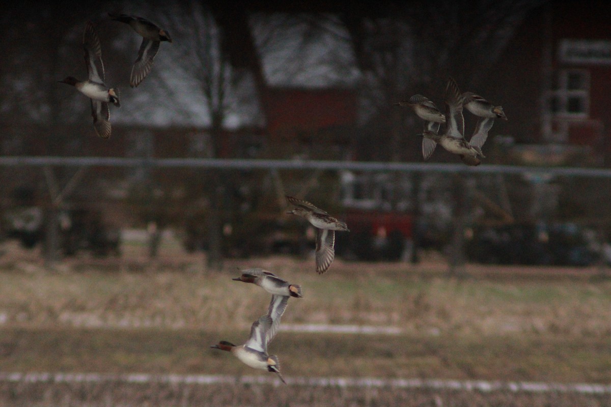 Green-winged Teal - ML616487940