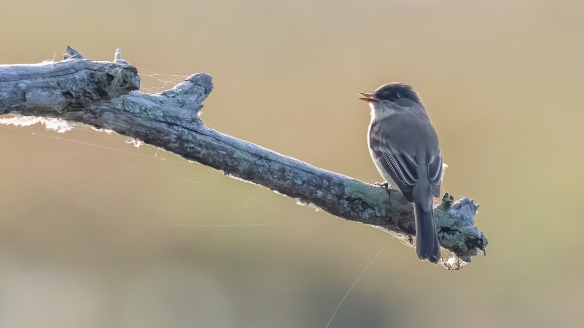 Eastern Phoebe - ML616487946