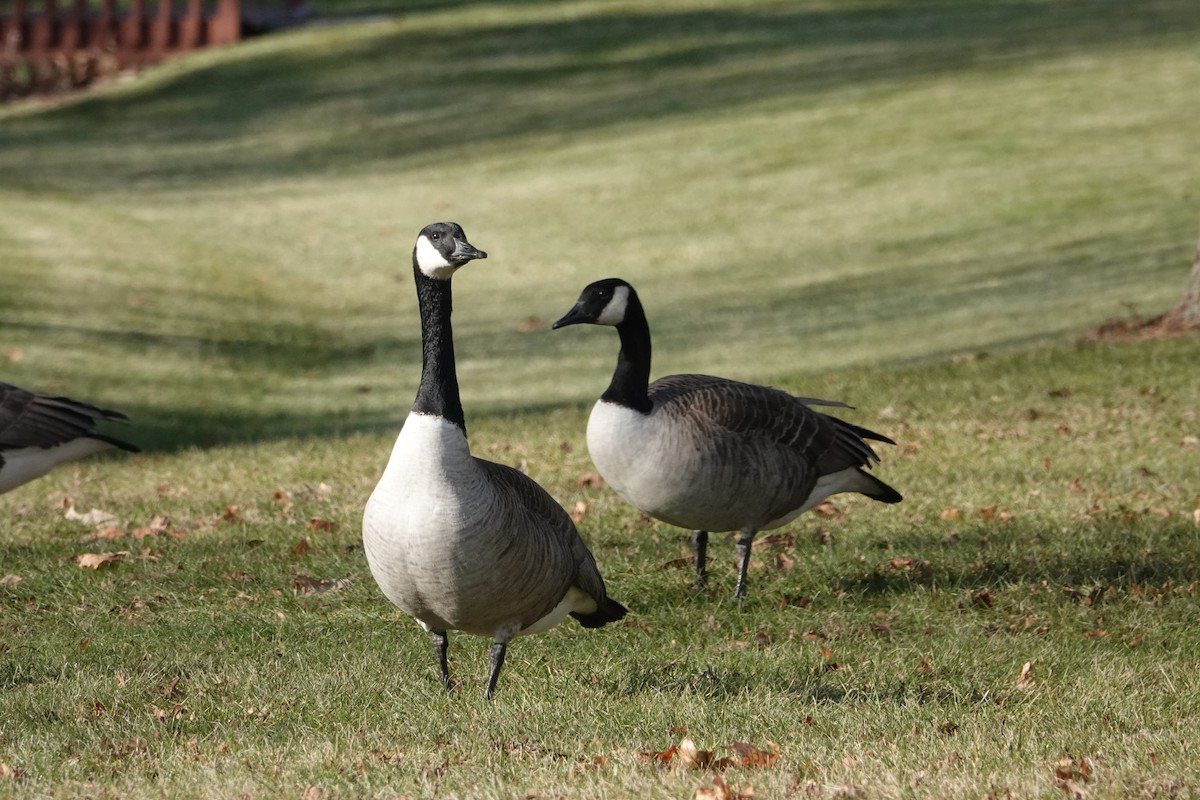 Canada Goose (moffitti/maxima) - ML616487957