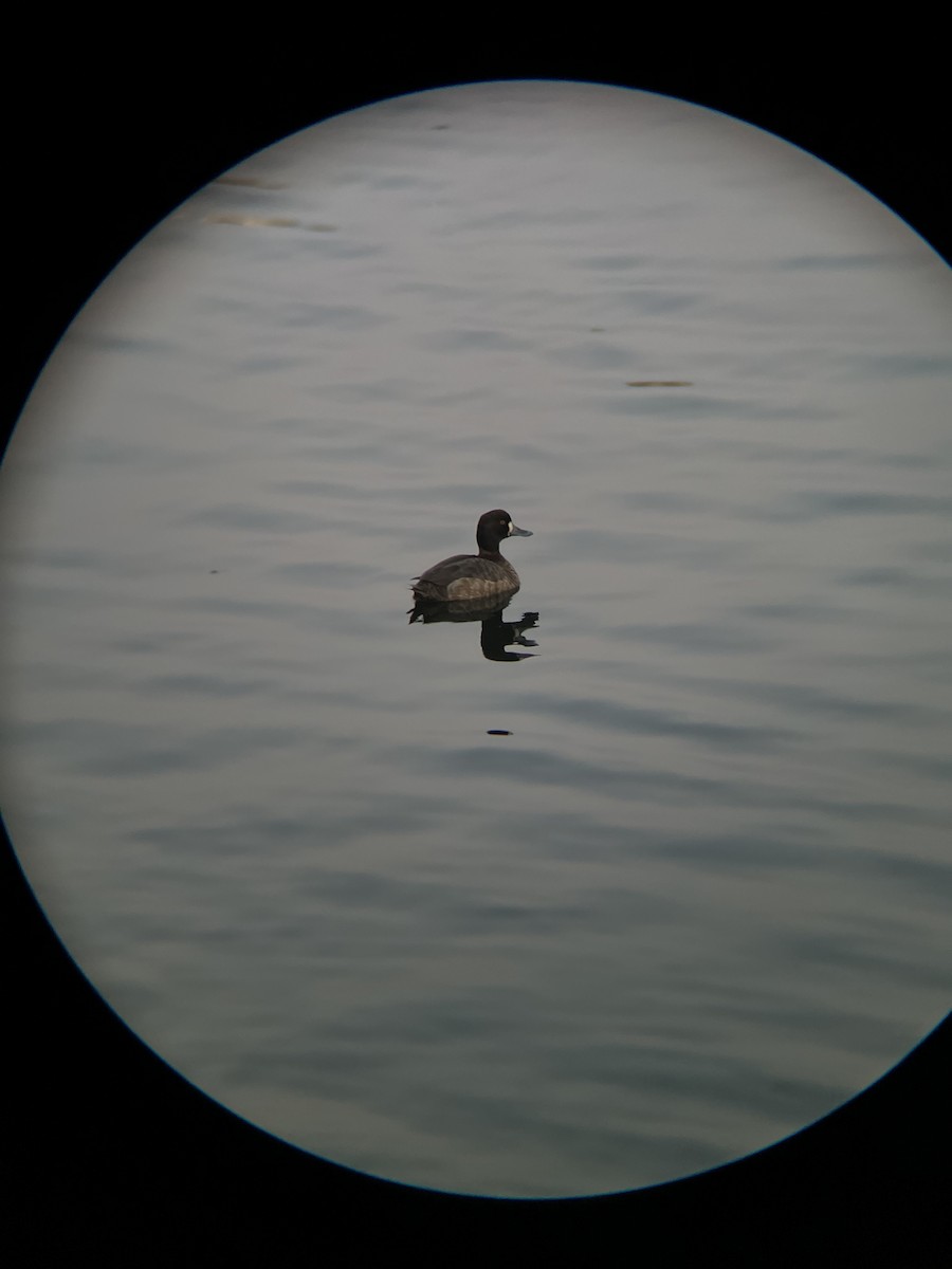 Lesser Scaup - ML616487967