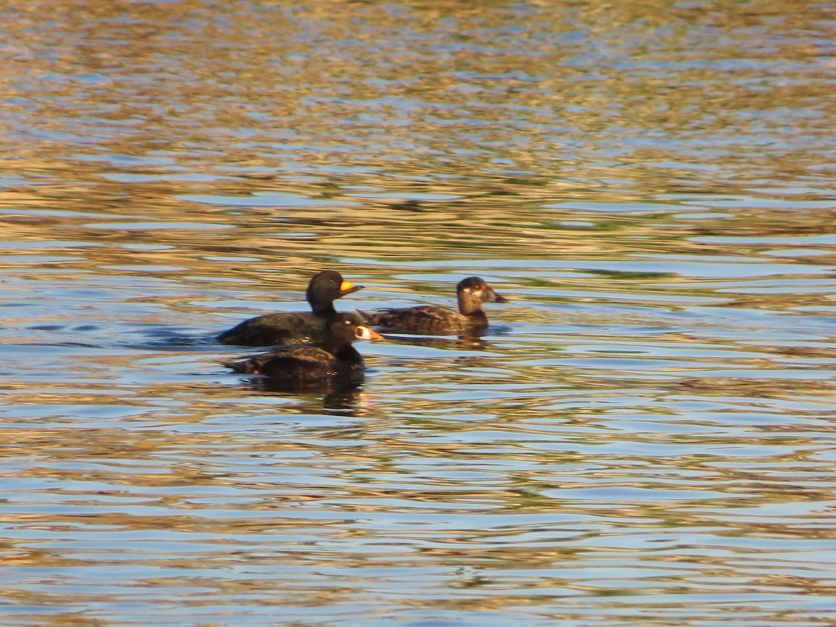 Black Scoter - ML616487987