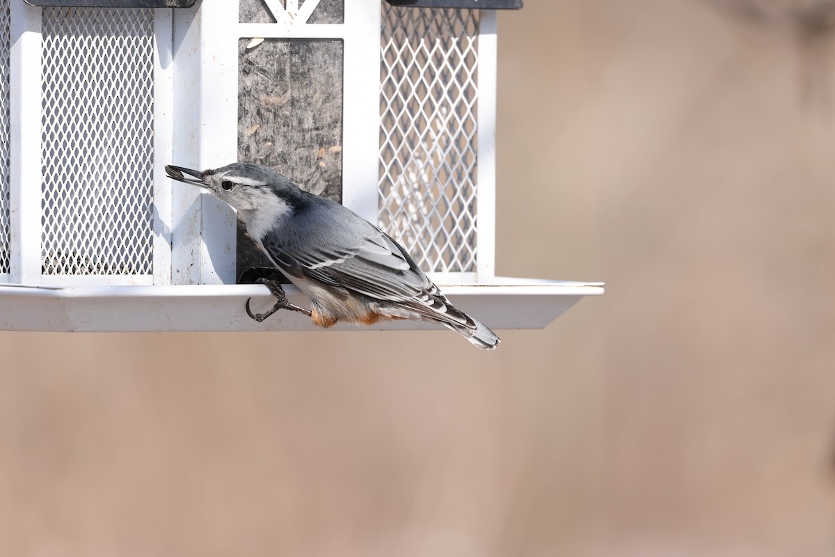 White-breasted Nuthatch - Marie Provost