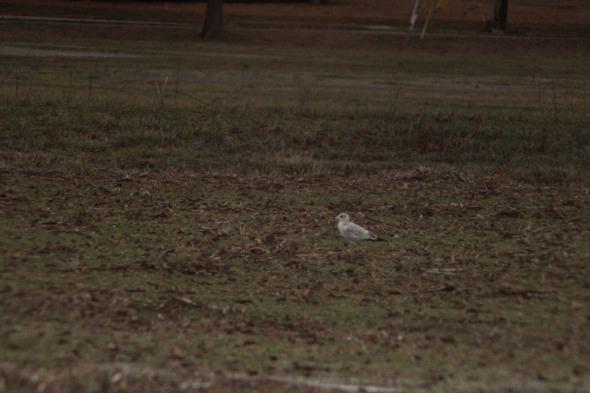 Ring-billed Gull - ML616487997