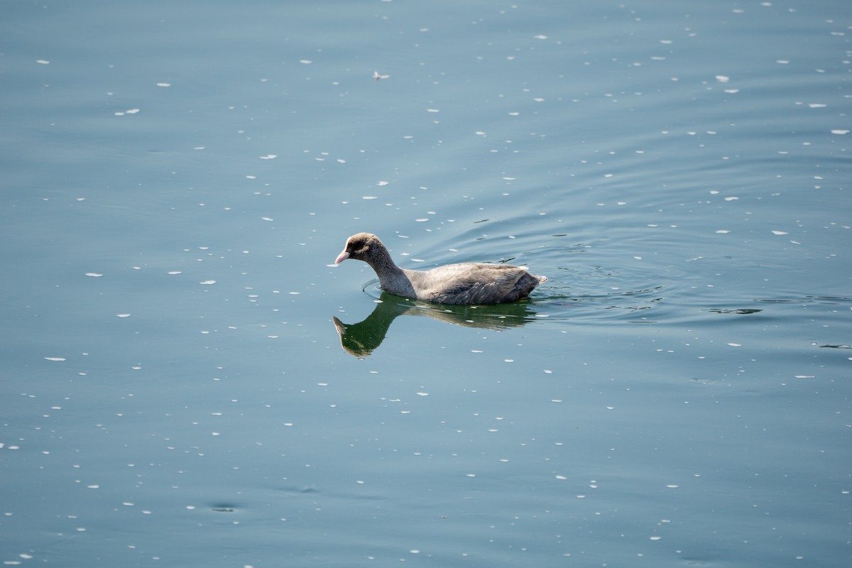 Eurasian Coot - ML616488023