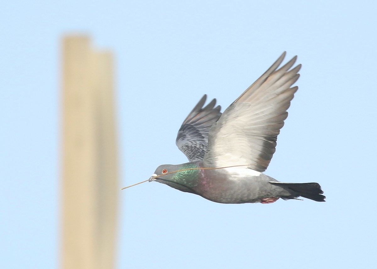 Rock Pigeon (Feral Pigeon) - ML616488028